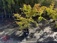 ACER PALMATUM ORANGE DREAM (ORANGE DREAM