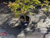 ACER PALMATUM ORANGE DREAM (ORANGE DREAM - 2