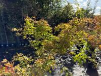 ACER PALMATUM ORANGE DREAM (ORANGE DREAM - 3