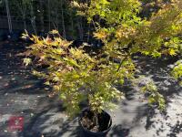 ACER PALMATUM ORANGE DREAM (ORANGE DREAM - 5