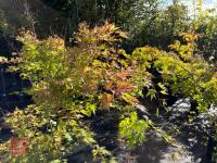ACER PALMATUM ORANGE DREAM (ORANGE DREAM - 7