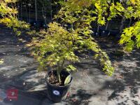 ACER PALMATUM ORANGE DREAM (ORANGE DREAM - 9