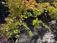 ACER PALMATUM ORANGE DREAM (ORANGE DREAM - 10