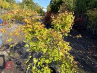 ACER PALMATUM ORANGE DREAM (ORANGE DREAM - 11