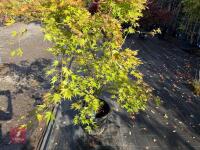 ACER PALMATUM ORANGE DREAM (ORANGE DREAM - 12