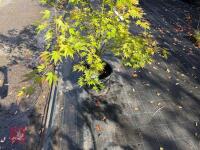 ACER PALMATUM ORANGE DREAM (ORANGE DREAM - 13