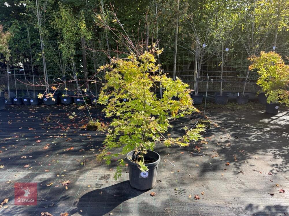 ACER PALMATUM ORANGE DREAM (ORANGE DREAM