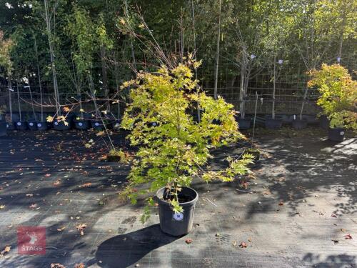 ACER PALMATUM ORANGE DREAM (ORANGE DREAM
