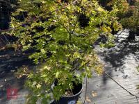 ACER PALMATUM ORANGE DREAM (ORANGE DREAM - 3