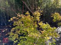 ACER PALMATUM ORANGE DREAM (ORANGE DREAM - 7