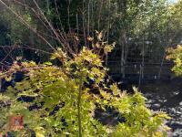 ACER PALMATUM ORANGE DREAM (ORANGE DREAM - 10