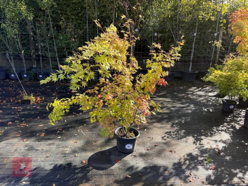 ACER PALMATUM ORANGE DREAM (ORANGE DREAM