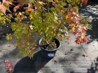 ACER PALMATUM ORANGE DREAM (ORANGE DREAM - 2