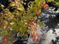 ACER PALMATUM ORANGE DREAM (ORANGE DREAM - 3