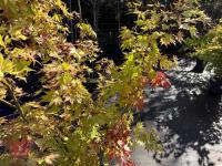 ACER PALMATUM ORANGE DREAM (ORANGE DREAM - 4