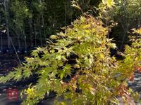 ACER PALMATUM ORANGE DREAM (ORANGE DREAM - 6