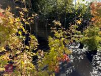ACER PALMATUM ORANGE DREAM (ORANGE DREAM - 7