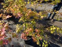 ACER PALMATUM ORANGE DREAM (ORANGE DREAM - 8