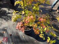ACER PALMATUM ORANGE DREAM (ORANGE DREAM - 9