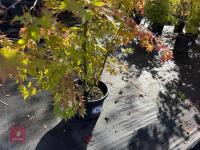 ACER PALMATUM ORANGE DREAM (ORANGE DREAM - 10