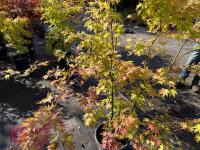 ACER PALMATUM ORANGE DREAM (ORANGE DREAM - 11