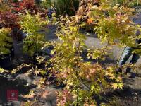 ACER PALMATUM ORANGE DREAM (ORANGE DREAM - 12