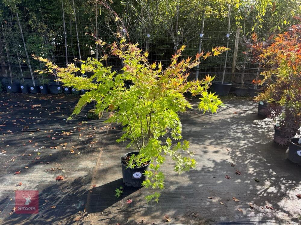 ACER PALMATUM ORANGE DREAM (ORANGE DREAM