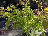 ACER PALMATUM ORANGE DREAM (ORANGE DREAM - 3