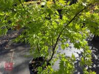 ACER PALMATUM ORANGE DREAM (ORANGE DREAM - 4