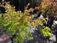 ACER PALMATUM ORANGE DREAM (ORANGE DREAM - 6
