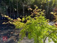 ACER PALMATUM ORANGE DREAM (ORANGE DREAM - 8