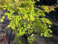ACER PALMATUM ORANGE DREAM (ORANGE DREAM - 10