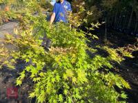 ACER PALMATUM ORANGE DREAM (ORANGE DREAM - 11