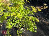 ACER PALMATUM ORANGE DREAM (ORANGE DREAM - 14