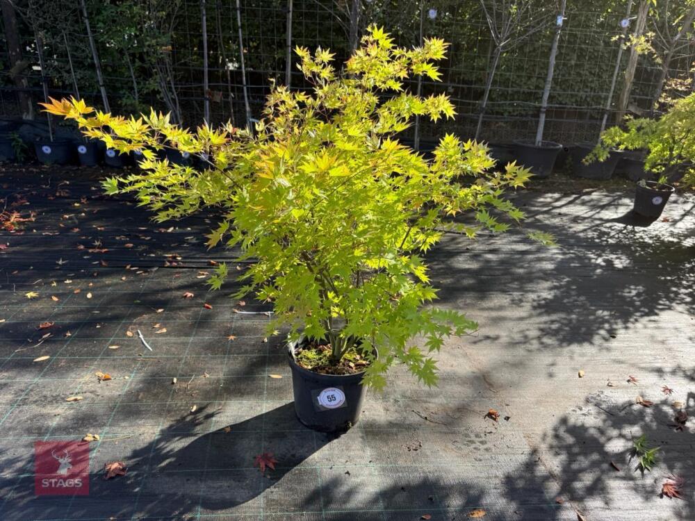 ACER PALMATUM ORANGE DREAM (ORANGE DREAM