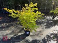 ACER PALMATUM ORANGE DREAM (ORANGE DREAM