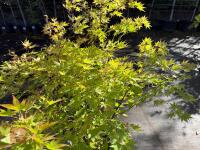 ACER PALMATUM ORANGE DREAM (ORANGE DREAM - 2