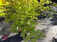 ACER PALMATUM ORANGE DREAM (ORANGE DREAM - 3