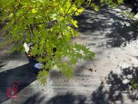 ACER PALMATUM ORANGE DREAM (ORANGE DREAM - 4
