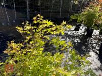 ACER PALMATUM ORANGE DREAM (ORANGE DREAM - 5