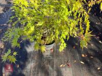 ACER PALMATUM ORANGE DREAM (ORANGE DREAM - 6