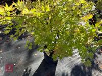 ACER PALMATUM ORANGE DREAM (ORANGE DREAM - 7