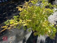 ACER PALMATUM ORANGE DREAM (ORANGE DREAM - 8
