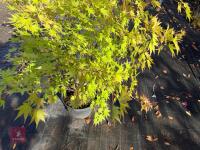 ACER PALMATUM ORANGE DREAM (ORANGE DREAM - 9
