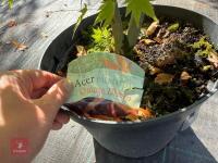 ACER PALMATUM ORANGE DREAM (ORANGE DREAM - 10