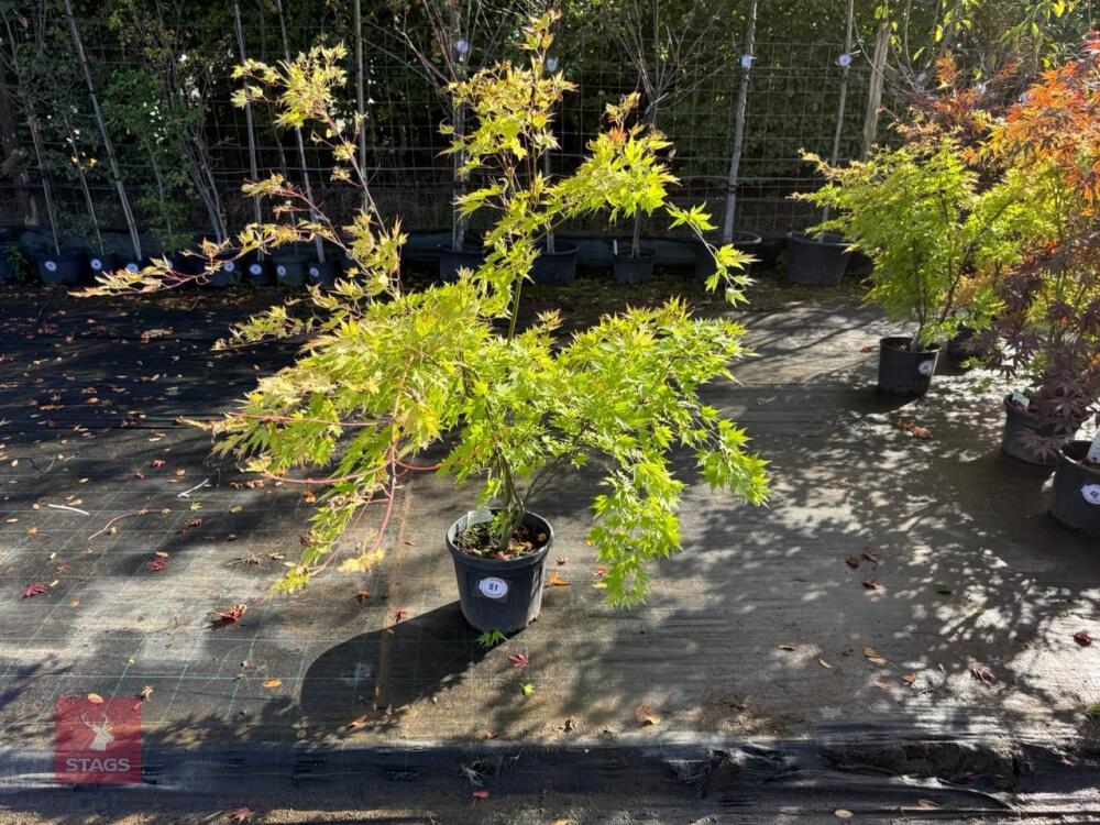 ACER PALMATUM ORANGE DREAM (ORANGE DREAM