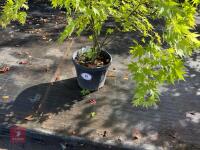 ACER PALMATUM ORANGE DREAM (ORANGE DREAM - 2