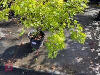 ACER PALMATUM ORANGE DREAM (ORANGE DREAM - 3