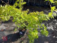 ACER PALMATUM ORANGE DREAM (ORANGE DREAM - 4