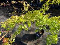 ACER PALMATUM ORANGE DREAM (ORANGE DREAM - 5